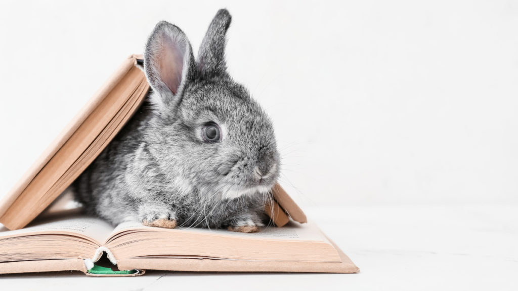 Das Bild zeigt einen Hasen auf einem Buch sitzend