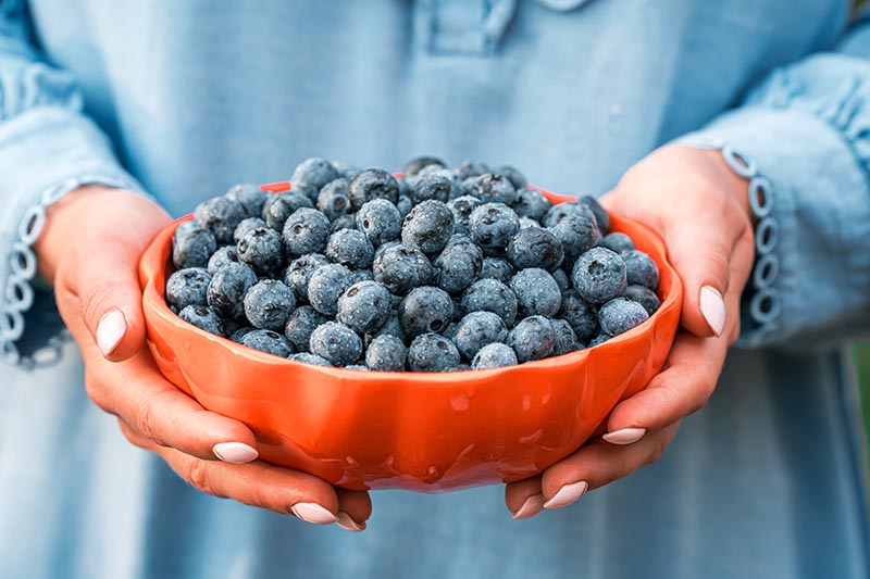 Eine Frau hält eine rote Schüssel mit Blaubeeren in der Hand